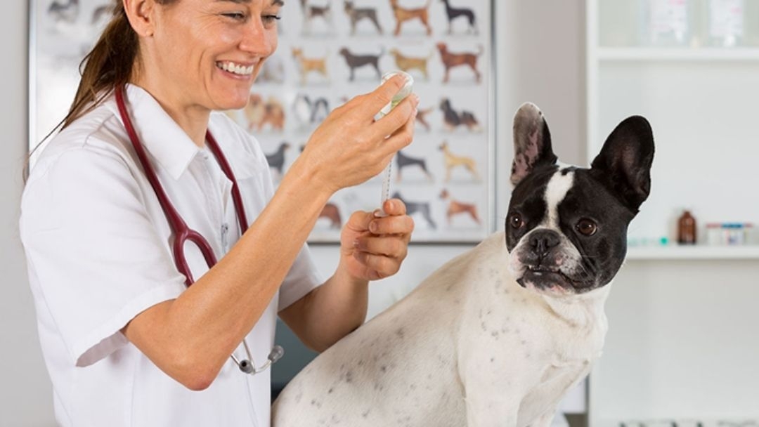 La diarrhée chez le chiot Purina